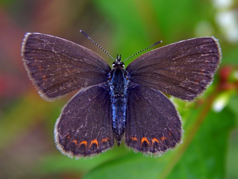 Plebejus argyrognomon